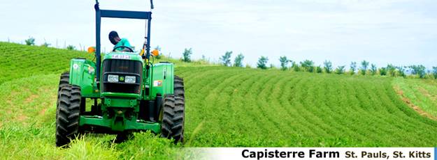Ферма Capisterre Farm
