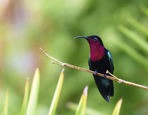 photographed on the Caribbean island