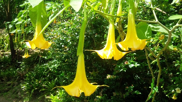 papillot gardens_1