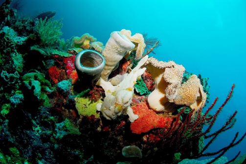 Prime Champagne Reef