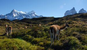 Chile