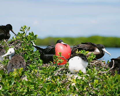 Magnificent Frigate Bird