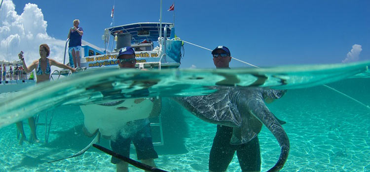 Companies-in-cayman