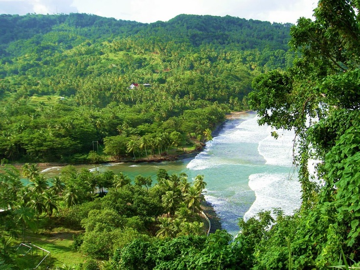 dominica-forest