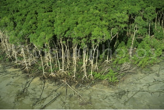 mangrove-swamp-forest