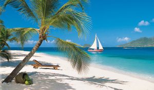 Palm-Caribbean