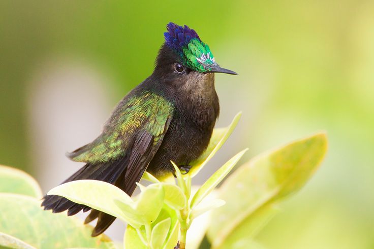 Antillean Crested Hummingbird