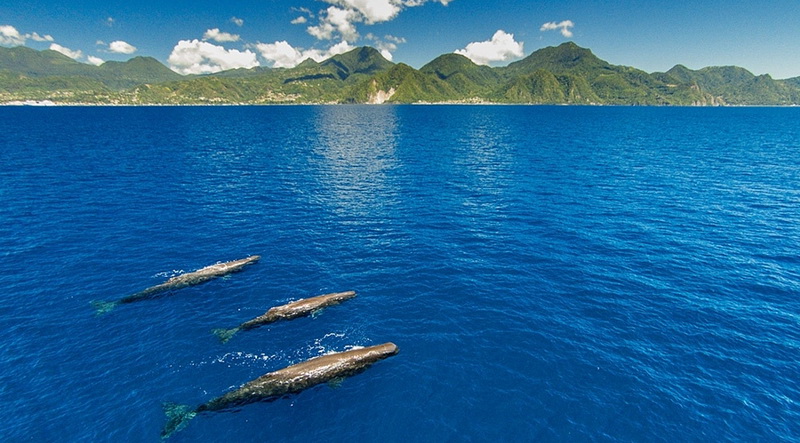 offshore-dominica-1